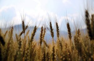 Hárommilliárdos károkozással vádolnak tatabányai gabonakereskedőket