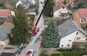 Negyven éves székesfehérvári ezüstfenyő az ország fája – Képek