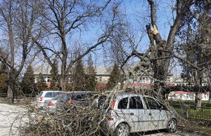 Faágak szakadtak parkoló autókra Csákváron