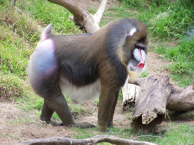 mandrillWikipedia