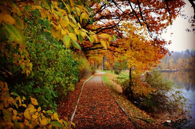 OsziszinekPixabay