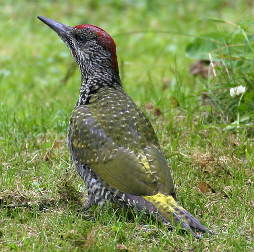 Green Woodpecker