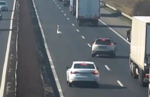 Videó: Hattyúhajsza az M1-esen