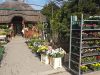 Móri Flora Kertészet ajánlatai (Képekkel)