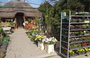 Tavaszi ajánlatok a Móri Flora Kertészetben (Képgaléria)