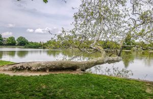 A 250 éves tatai platán lett az Év fája 2022-ben