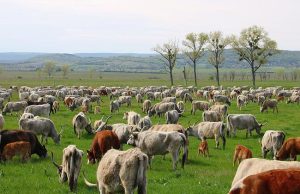 Kihajtották a gulyát Csákváron