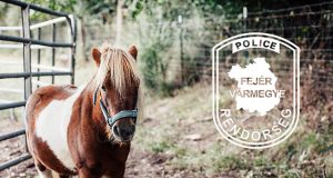 Feledékeny pónitolvaj