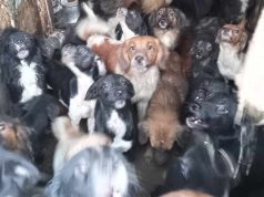 73 kutyát találtak Pusztavámon borzalmas körülmények között (+Képek)